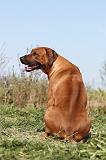RODESIAN RIDGEBACK 013